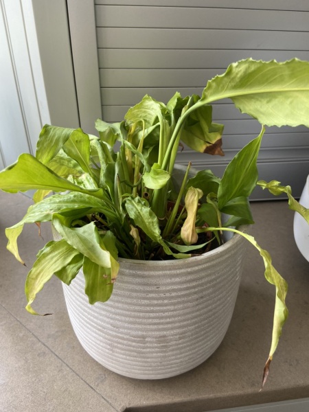 Sodding peace lily