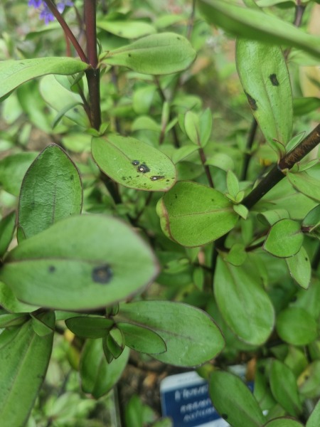 What are these spots on my shrubs?