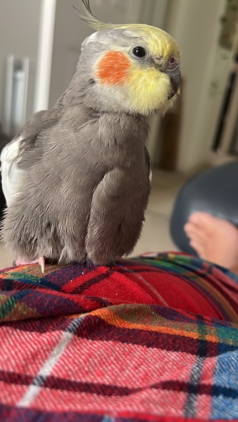 Talk to me about cockatiels