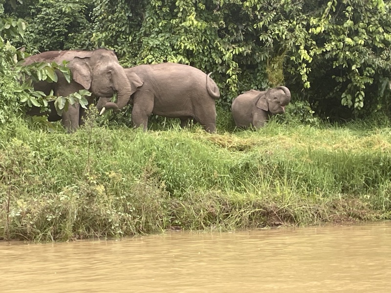 The Great Recovery part 2 - After Cancer treatment what next?