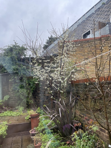 Plum tree never fruiting