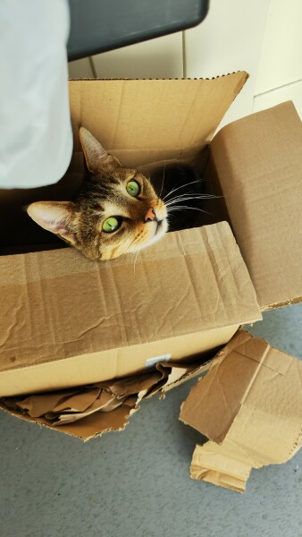 Family cat suggestions