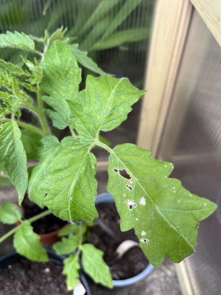 Spots on tomato leaves?