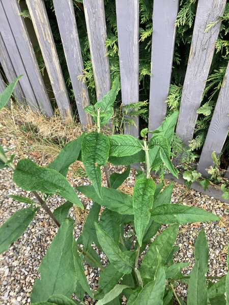 Buddlea problem