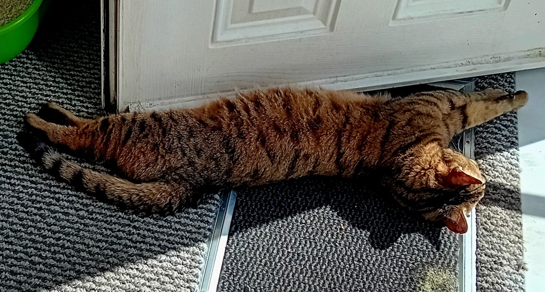 The One where TC moved to Scotland and joined the Excellent Cats