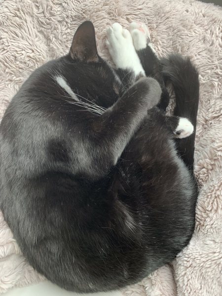 Thread 50 Sunak: Civil war, what civil war?