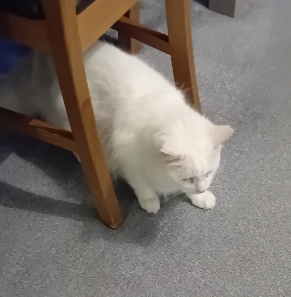 The One where TC moved to Scotland and joined the Excellent Cats