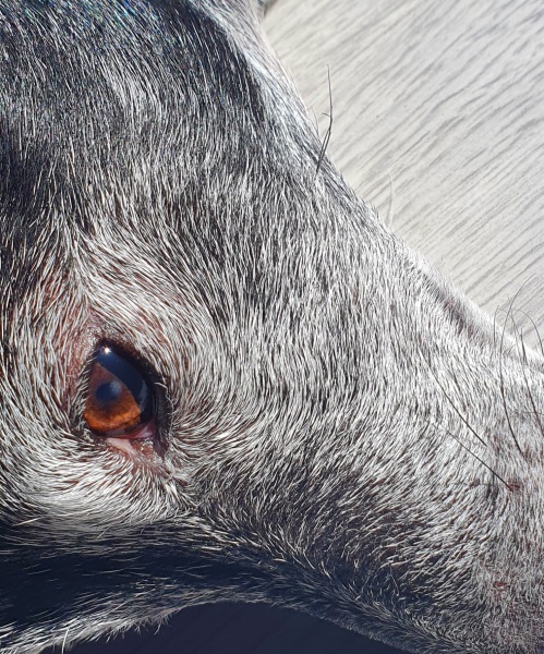 White spot in dogs eye