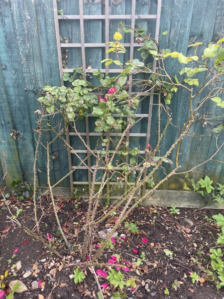Help! Not sure what to do with this?