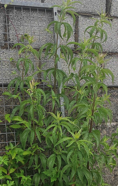 Anyone know what this is?
