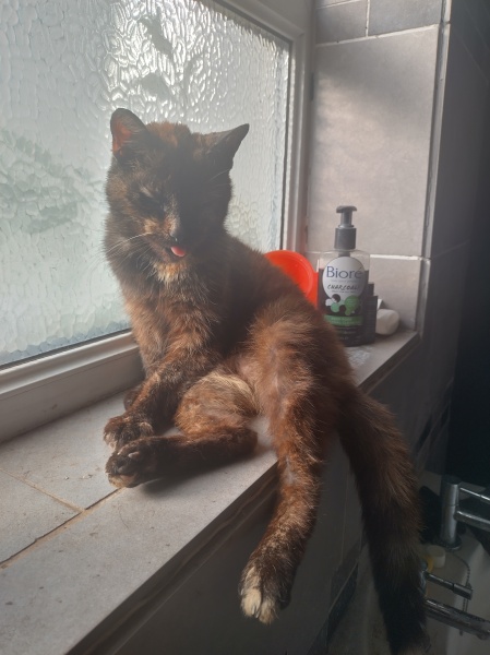 The One where TC moved to Scotland and joined the Excellent Cats