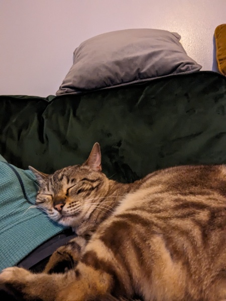 The One where TC moved to Scotland and joined the Excellent Cats