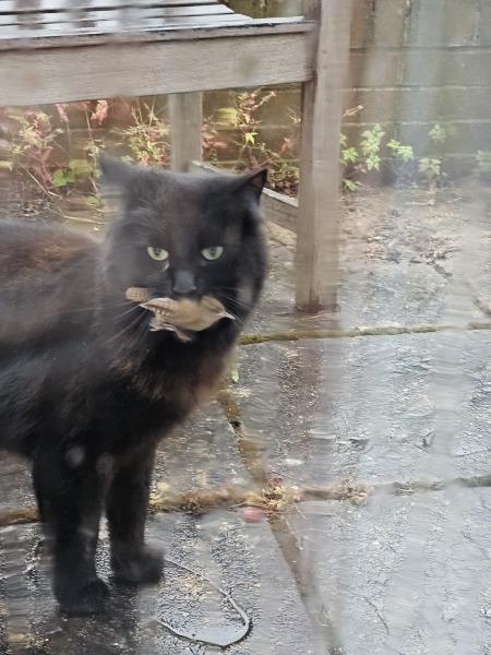 The One where TC moved to Scotland and joined the Excellent Cats