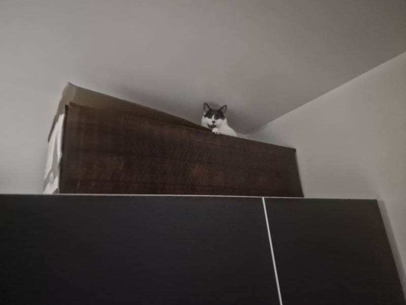 Kittens waking up early!
