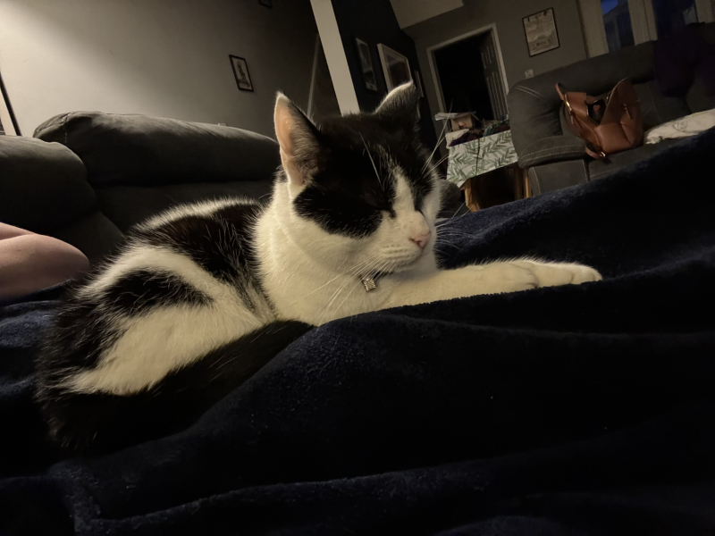 Shall we have a pet thread? Something nice for over the weekend 😁