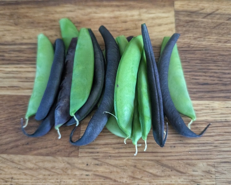 The Vegetable Patch 2024/2025