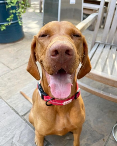 Share Your Dog Stories and Photos! 🐾 Chance to Win £100!