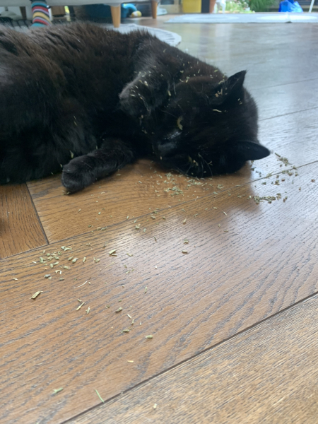 My little cat has cancer