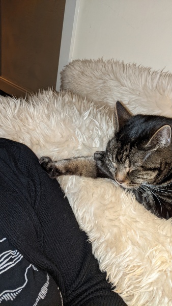 The One where TC moved to Scotland and joined the Excellent Cats