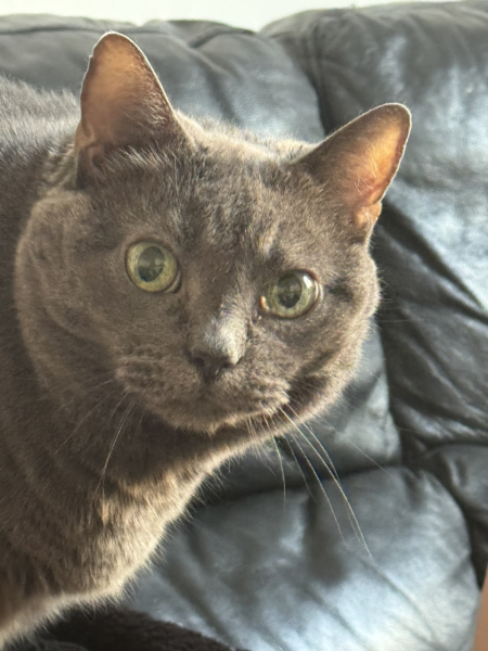 Thread 51 Sunak: A William Hill to die on