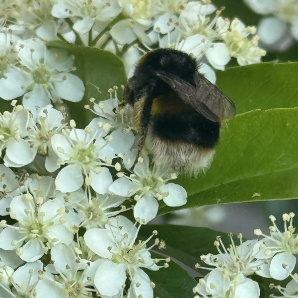 Thread 48 - Sunak - Capsized on the Ship of Lies