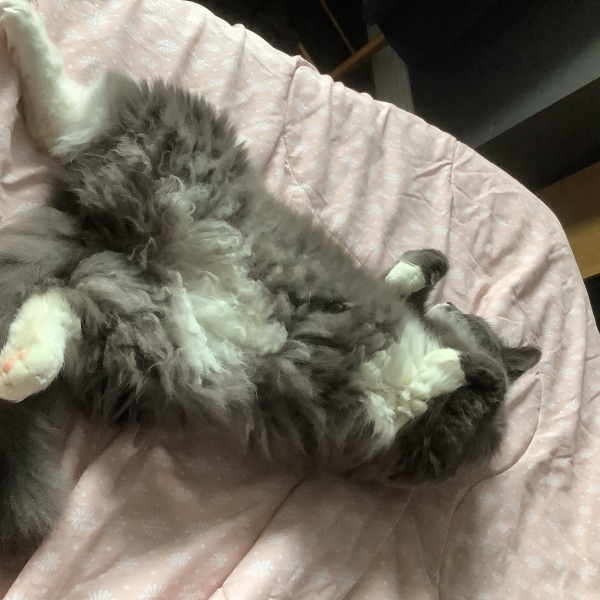 Thread 48 - Sunak - Capsized on the Ship of Lies