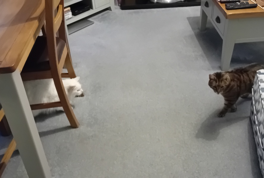 The One where TC moved to Scotland and joined the Excellent Cats