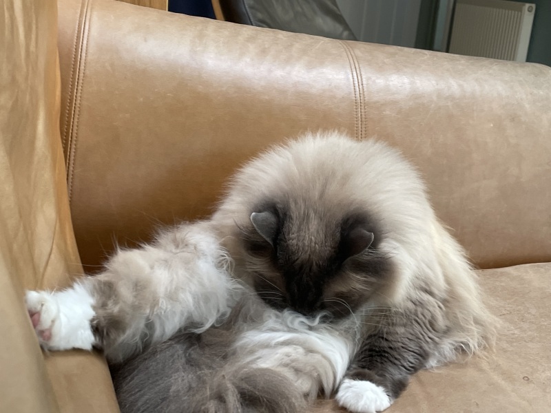 fan or cat?