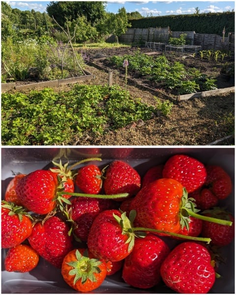 The Vegetable Patch 2024/2025