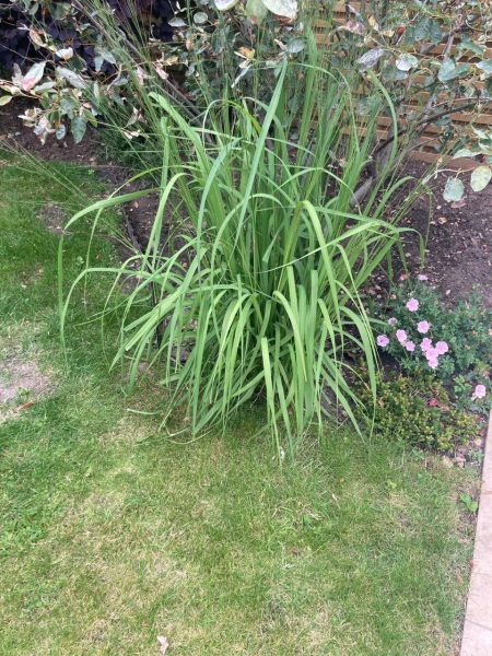 What is this plant?