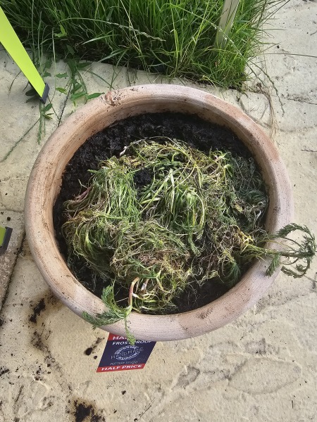 Is there any saving this chamomile?