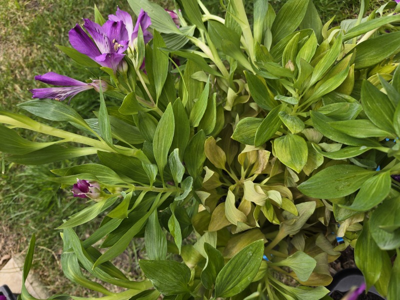 Any hope for these alstroemeria inticancha from Lidl?