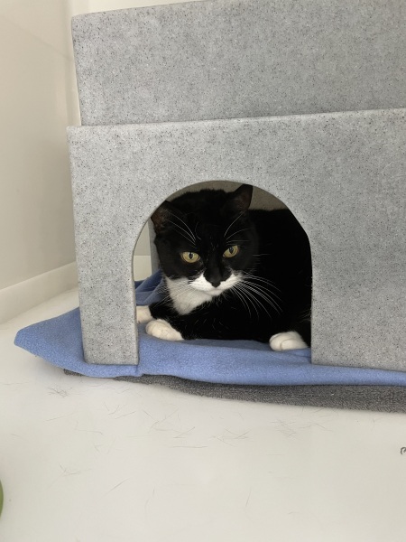 Adopting a cat from Cats Protection