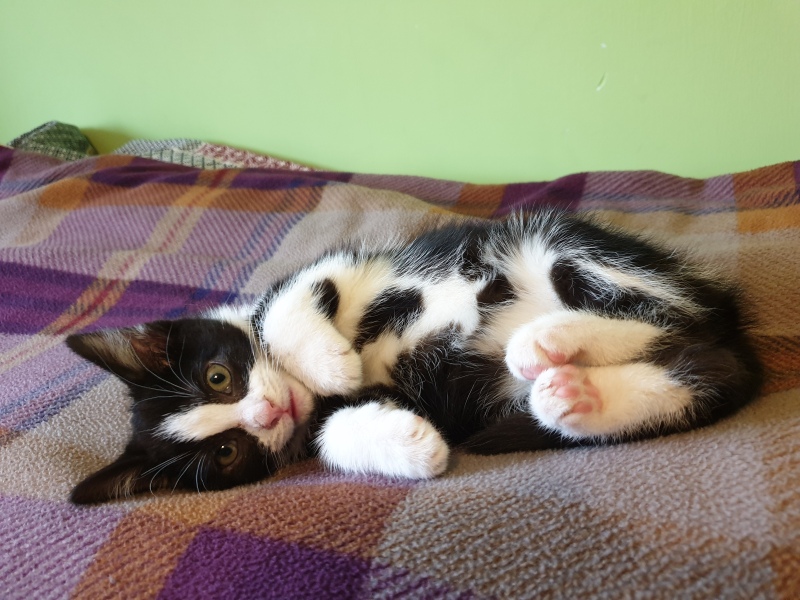 Would I be unreasonable to introduce a kitten?