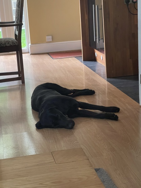 Shall we have a pet thread? Something nice for over the weekend 😁