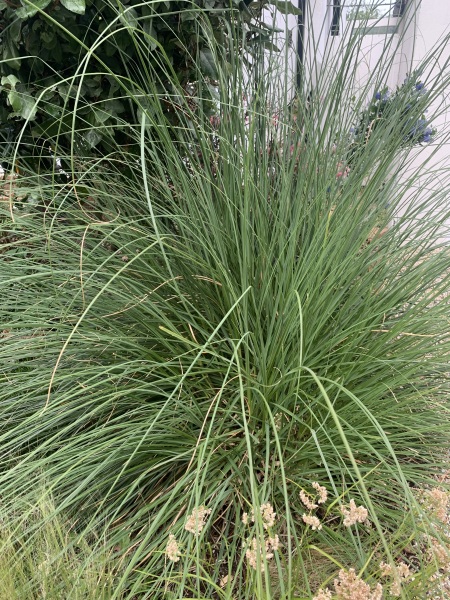 What is this grass taking over my garden?