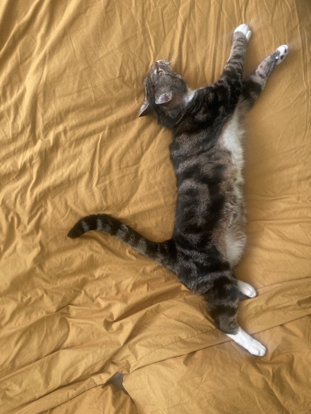 Thread 52 Sunak: The Final Countdown