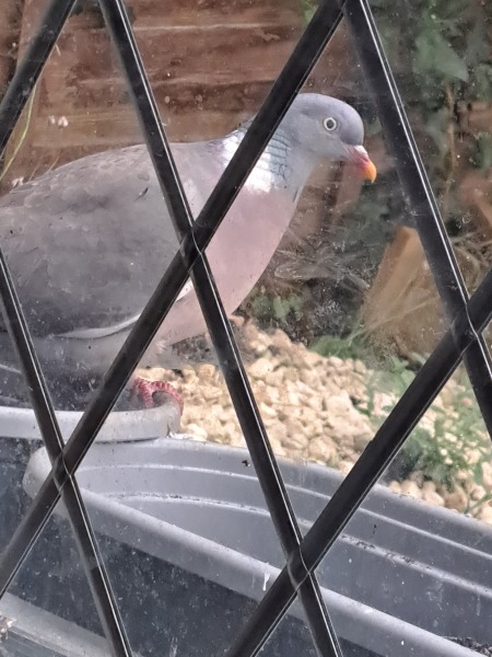 Thread 49 Sunak: He Left them on the beaches