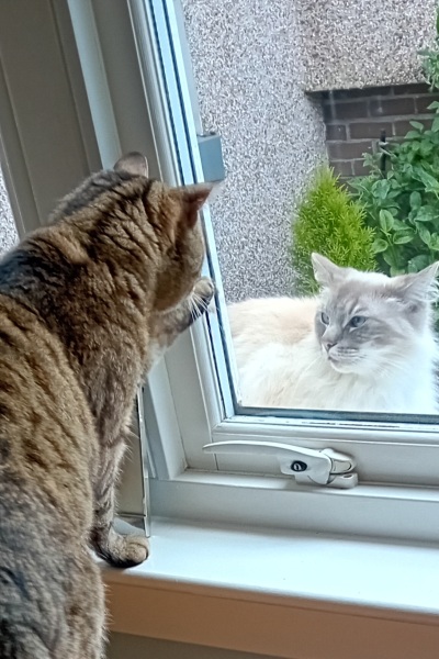 The One where TC moved to Scotland and joined the Excellent Cats