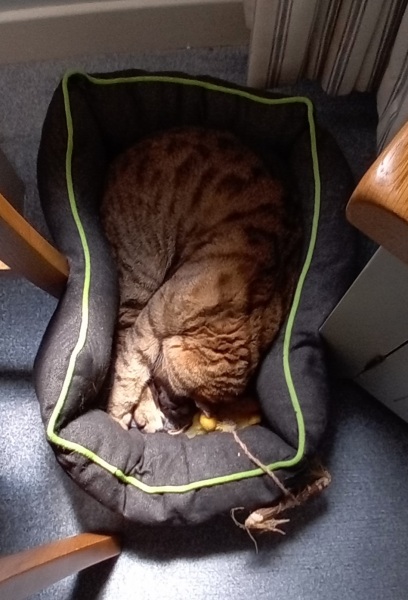 The One where TC moved to Scotland and joined the Excellent Cats