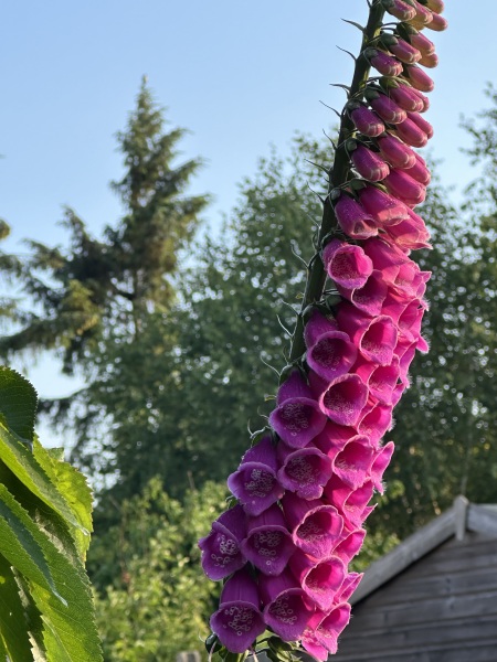Sunshine, Flowers & Weddings ~ June Flylady thread
