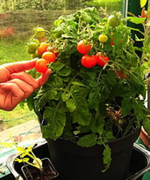 Indoor bush tomato seedlings stalled