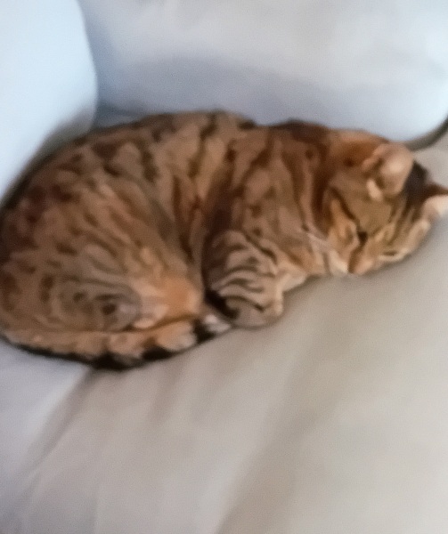 The One where TC moved to Scotland and joined the Excellent Cats