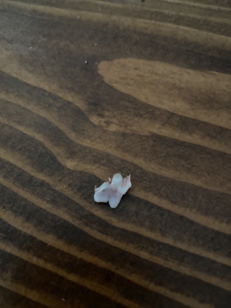 Puppy Survival Thread for New and Old Pups - Spring is around the corner!