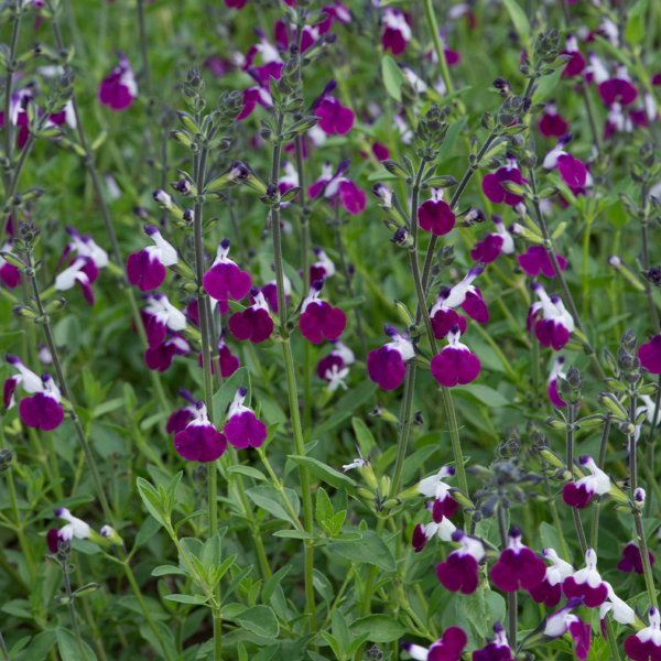 Plants like 'hot lips'