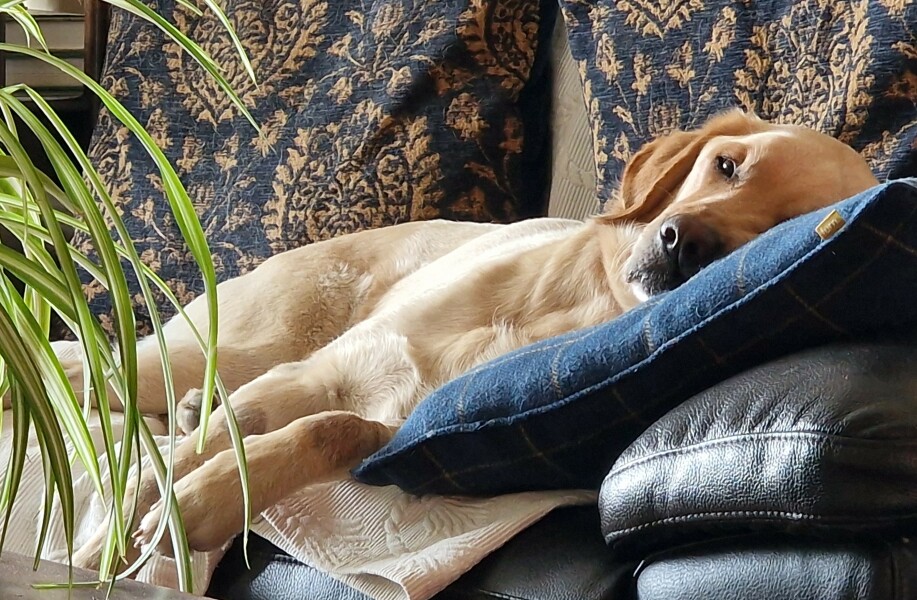Having a dog as a guest