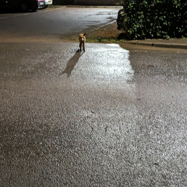 How do I get this fox to fuck off?!