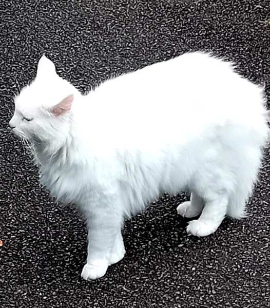 The One where TC moved to Scotland and joined the Excellent Cats