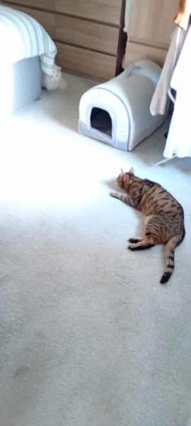 The One where TC moved to Scotland and joined the Excellent Cats