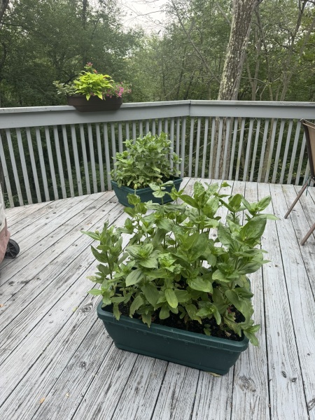 Come and tell me your dull and unexciting news 30: Calmly through the day